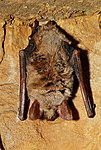 Myotis myotis (5394845867).jpg