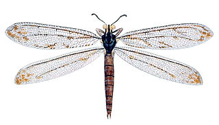 <i>Vella</i> (insect) Genus of insects