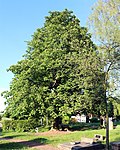 Kastanie auf dem Friedhof