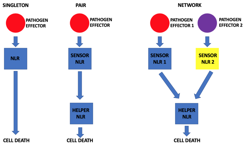 File:NLR Singleton, Pair and Network.png