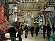 NMNH Hall of Mammals.jpg
