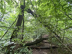 Wertvoll für die Natur - Totholz