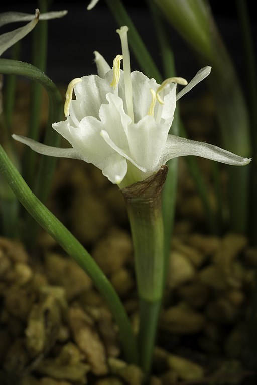 Narcissus albicans (Haw.) Spreng., Syst. Veg. 2 45 (1825) (49869321513)