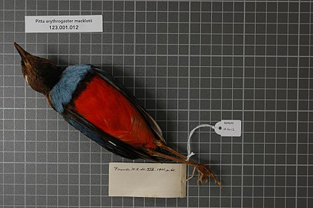 Adult male specimen from northwestern New Guinea, at the Naturalis Biodiversity Center Naturalis Biodiversity Center - RMNH.AVES.121412 - Pitta erythrogaster macklotii Temminck, 1834 - Pittidae - bird skin specimen.jpeg