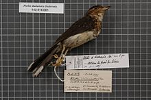 Центр биоразнообразия Naturalis - RMNH.AVES.129205 1 - Alethe diademata diademata (Bonaparte, 1851) - Turdidae - образец кожи птицы.jpeg