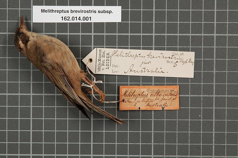 File:Naturalis Biodiversity Center - RMNH.AVES.134347 1 - Melithreptus brevirostris subsp. - Meliphagidae - bird skin specimen.jpeg