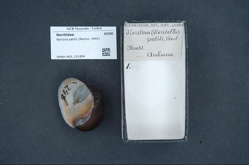 File:Naturalis Biodiversity Center - RMNH.MOL.151884 - Neritina petitii (Recluz, 1841) - Neritidae - Mollusc shell.jpeg