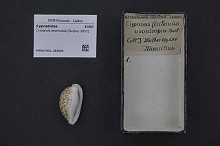 <i>Cribrarula esontropia</i> Species of gastropod