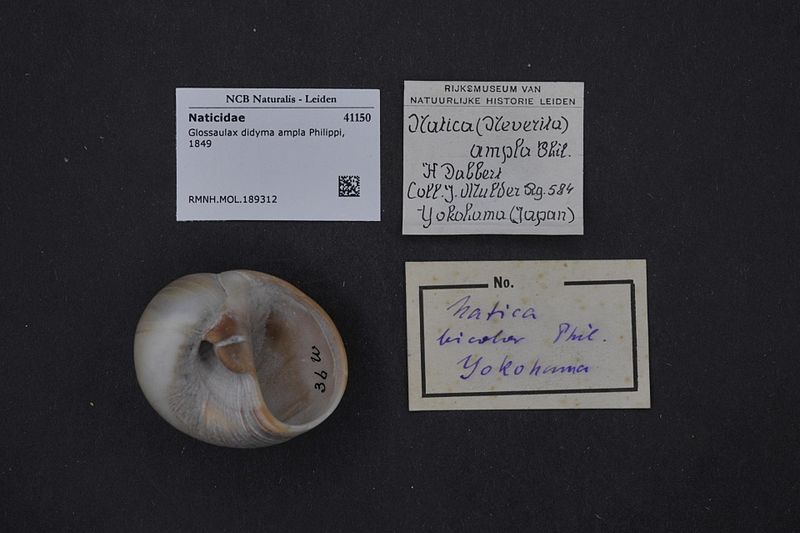 File:Naturalis Biodiversity Center - RMNH.MOL.189312 - Glossaulax didyma ampla Philippi, 1849 - Naticidae - Mollusc shell.jpeg