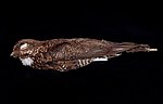 Naturalis Biodiversity Center - ZMA.AVES.47776 - Caprimulgus concretus Bonaparte, 1850 - Caprimulgidae - skin specimen.jpeg