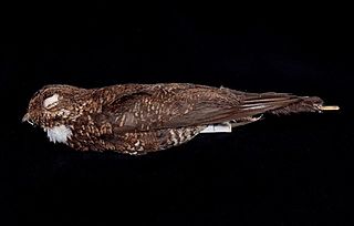 Bonapartes nightjar Species of bird