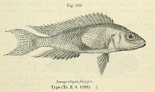 <i>Neolamprologus furcifer</i> Species of fish