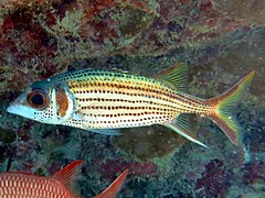 Spotfin squirrelfish (Neoniphon sammara)