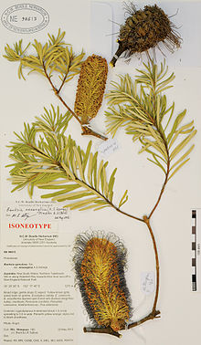 Neotyp von Banksia spinulosa var. neoanglica A. S. George (M. L. Stimpson 180, J. J. Bruhl & I. R. Telford, NE 98613) - PhytoKeys-014-057-g005.jpeg