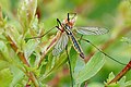 female Nephrotoma appendiculata