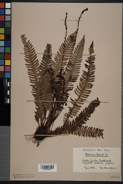 File:Neuchâtel Herbarium - Blechnum spicant - NEU000000653.tif