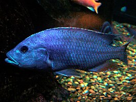 Sciaenochromis fryeri