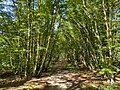 Nine Acre Wood, Welwyn Hatfield