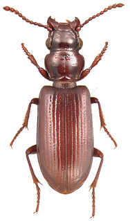 <i>Nomius pygmaeus</i> Species of beetle