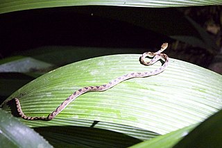 <i>Leptodeira septentrionalis</i> Species of snake
