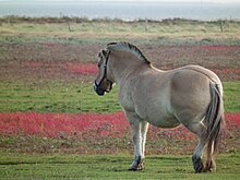 Cavalo visto a 3/4 do dorso, com uma linha marrom-escura que desce pelo meio do dorso e termina na raiz da cauda.