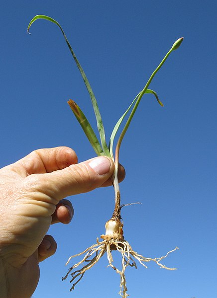 File:Nothoscordum borbonicum plant4 NC (15652447480).jpg