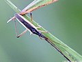 Notostira elongata (Geoffroy, 1785)