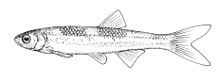 Notropis amoenus.jpg