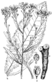 Navadni hren. (Armorácia rusticána.) Illustration #189 in: Martin Cilenšek: Naše škodljive rastline, Celovec (1892)
