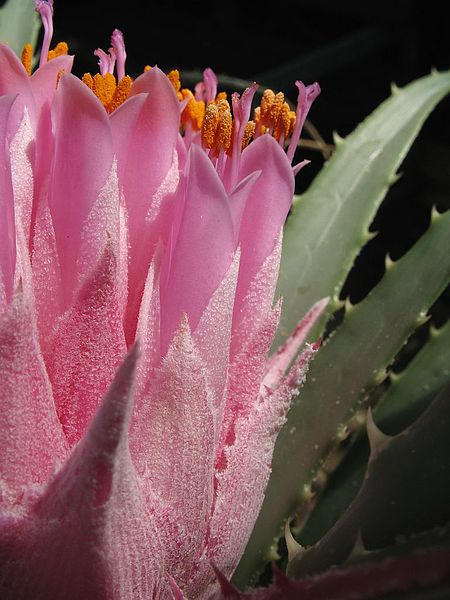 File:Ochagavia carnea (TS) 2-02777.jpg