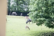 Offroad Safari v ZOO Dvůr Králové 28.5.2016