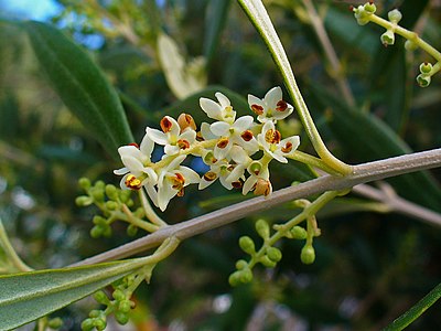 Olea europaea Flowers