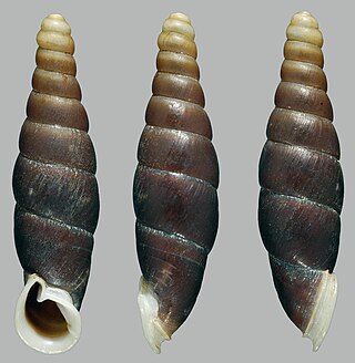 <i>Atractophaedusa</i> Genus of land snails