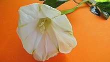 Operculina macrocarpa (L.) Urb. - Flickr - Alex Popovkin, Bahia, Brazil (3).jpg