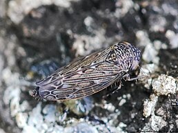 Ophiola russeola