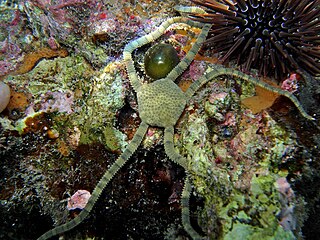 <i>Ophiolepis cincta</i> Species of brittle star