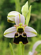 Ophrys fuciflora