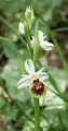 Hibrid bangó (Ophrys × pulchra = Ophrys araneola × Ophrys holoserica) virága