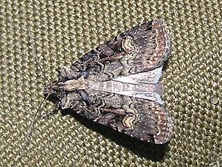 <i>Opigena polygona</i> Species of moth