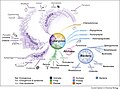 Organisms capable of lignocellulose or cellulose degradation mapped onto the Tree of Life.jpg