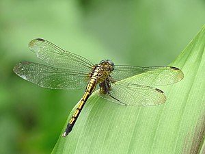 Tri-coloured Marsh Hawk Orthetrum luzonicum Female