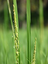 Asian rice (Oryza sativa)