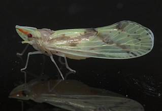 <i>Otiocerus</i> genus of insects