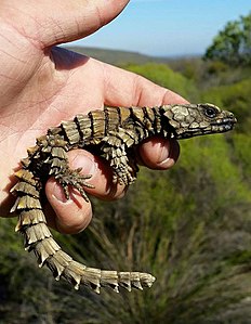 Ouroborus cataphractus