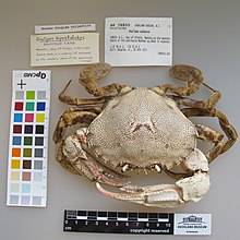 Ovalipes catharus White, 1843 (AM MA78855) .jpg