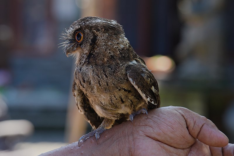 File:Owl in Bali 04.jpg