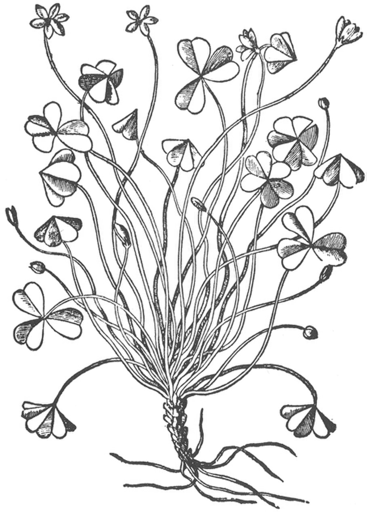 Кислица Ботаническая иллюстрация