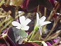 Oxalis triangularis3.jpg