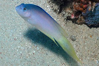 <span class="mw-page-title-main">Sailfin dottyback</span> Species of fish