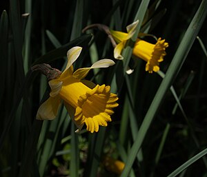 Påskelilje: Planteart